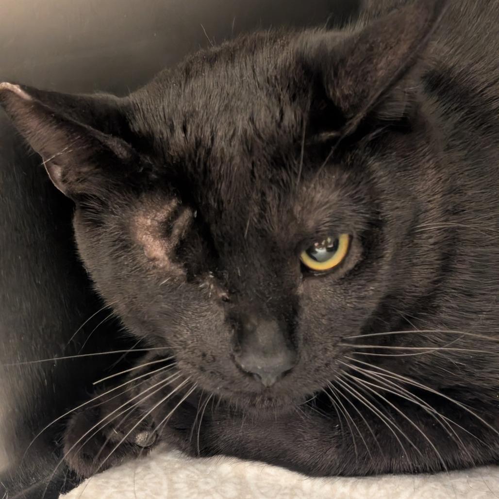 Enlarge Issy, the Pirate, a Adoptable Domestic Short Hair in Los Angeles, CA image 1/1