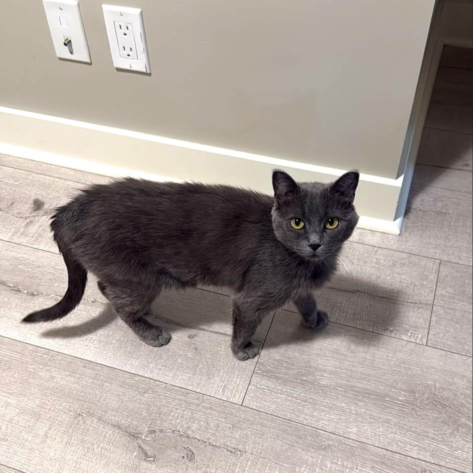 Paloma, an adoptable Domestic Short Hair in Calgary, AB, T2E 3Z7 | Photo Image 1