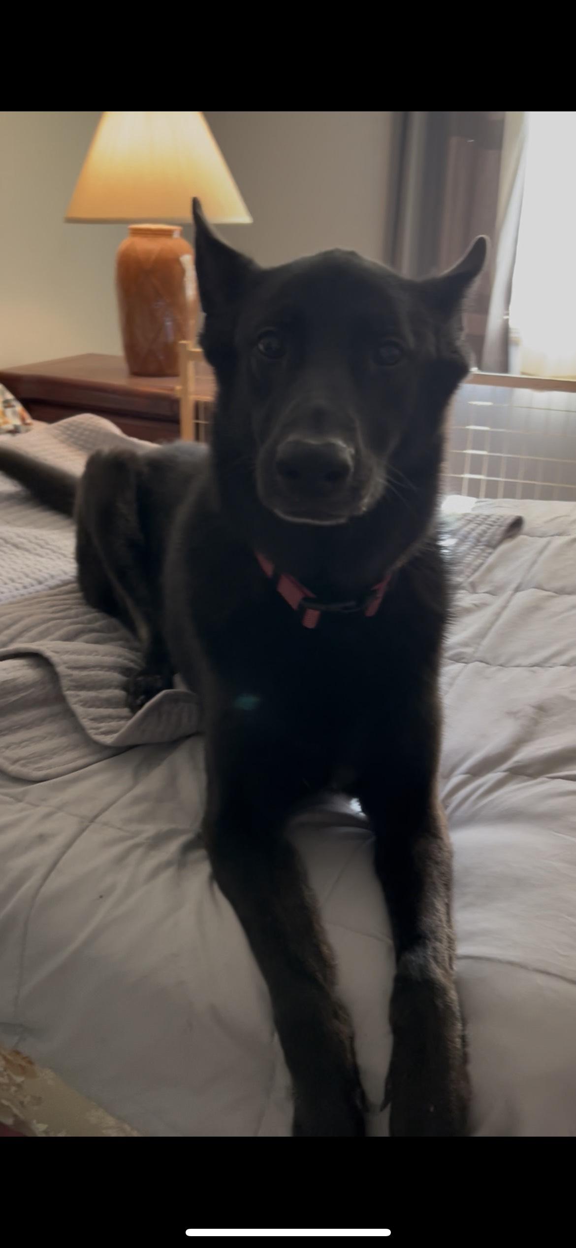 Sammy, a ADOPTABLE German Shepherd Dog in Roswell, GA image 2/2
