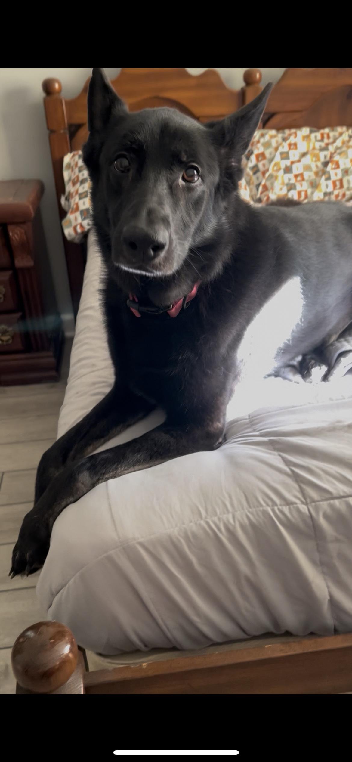 Sammy, ADOPTABLE, Adult Female German Shepherd Dog.