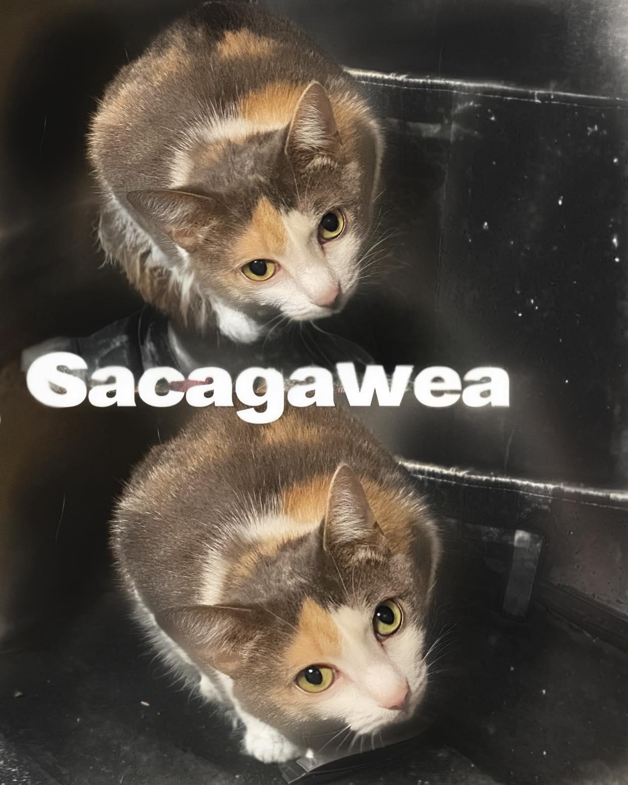 Sacagawea
