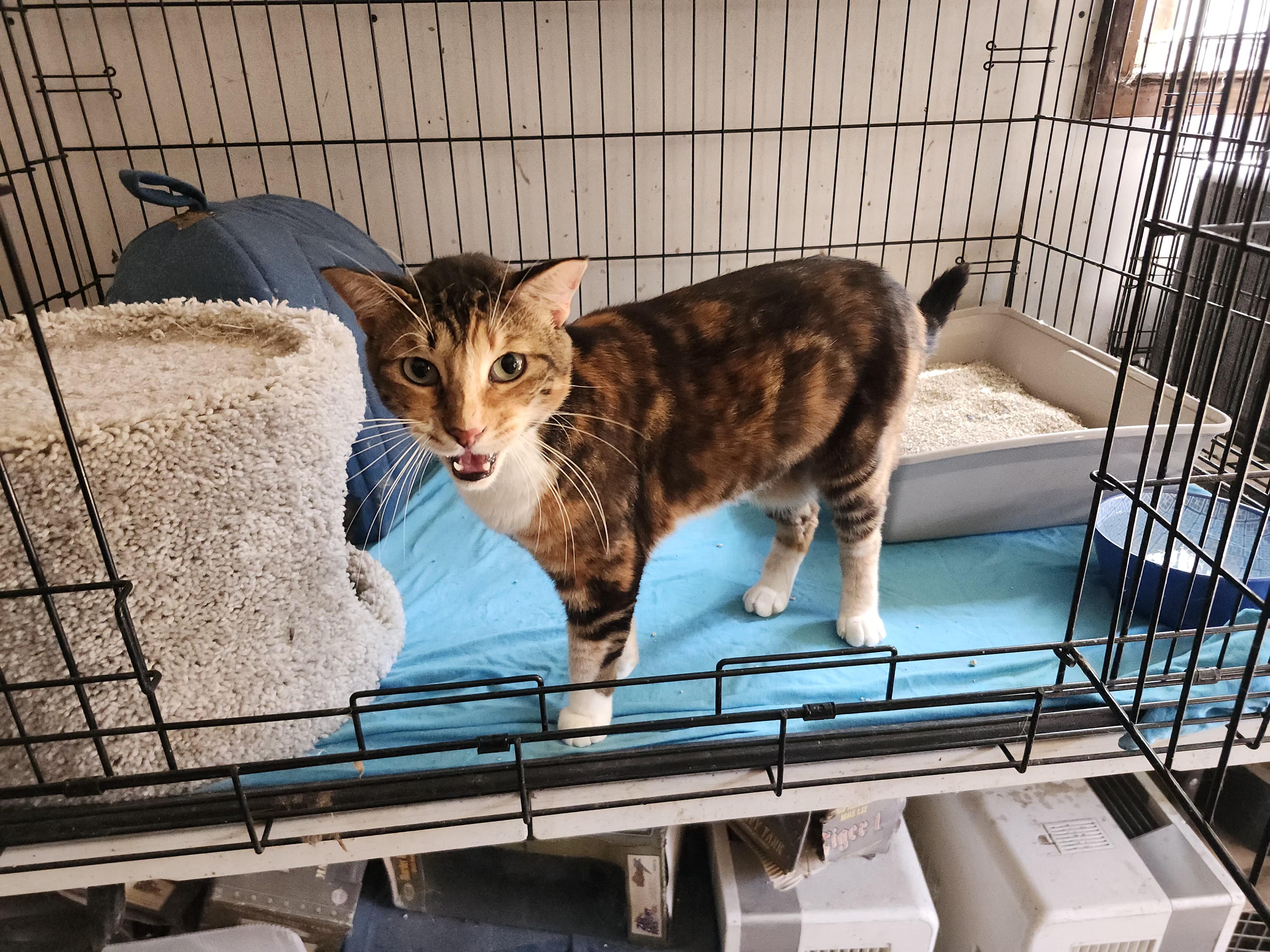 Opal, a Adoptable mixed breed image 2/2