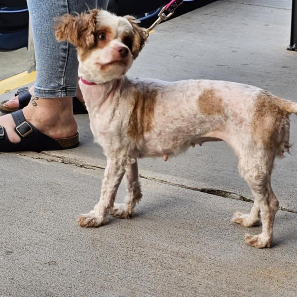 Delilah, Adoptable, Adult Female Shih Tzu & Mixed Breed.