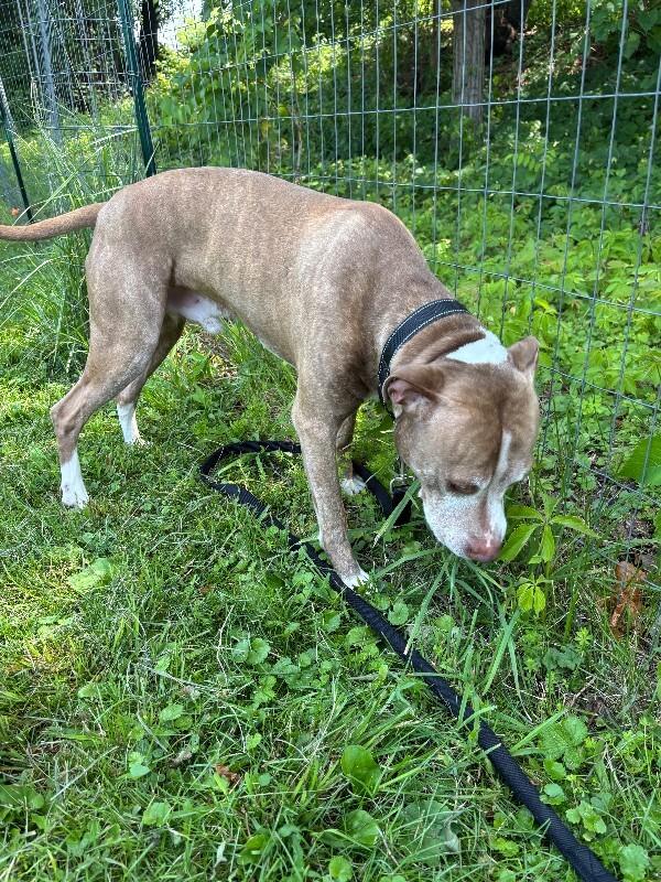 Knox, Adoptable, Young Male Pit Bull Terrier & Mixed Breed.