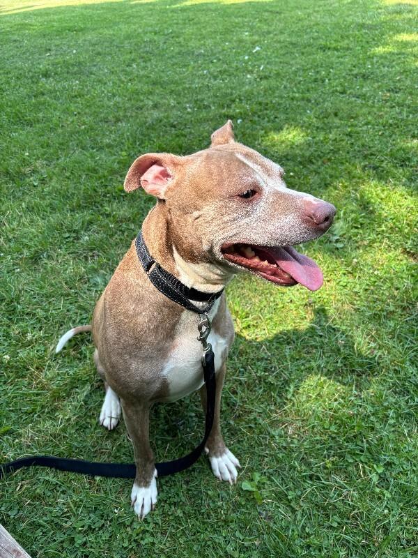 Enlarge Knox, a Adoptable mixed breed in Cortland, NY image 2/6