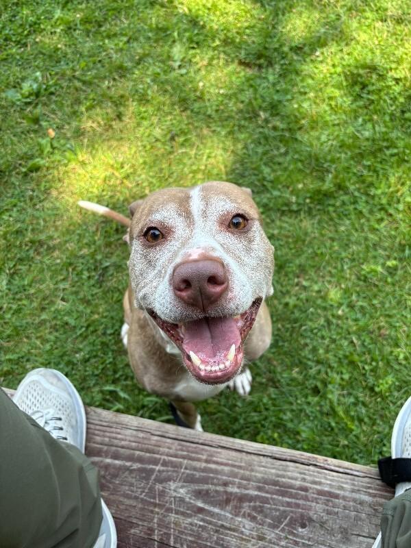 Enlarge Knox, a Adoptable mixed breed in Cortland, NY image 3/6