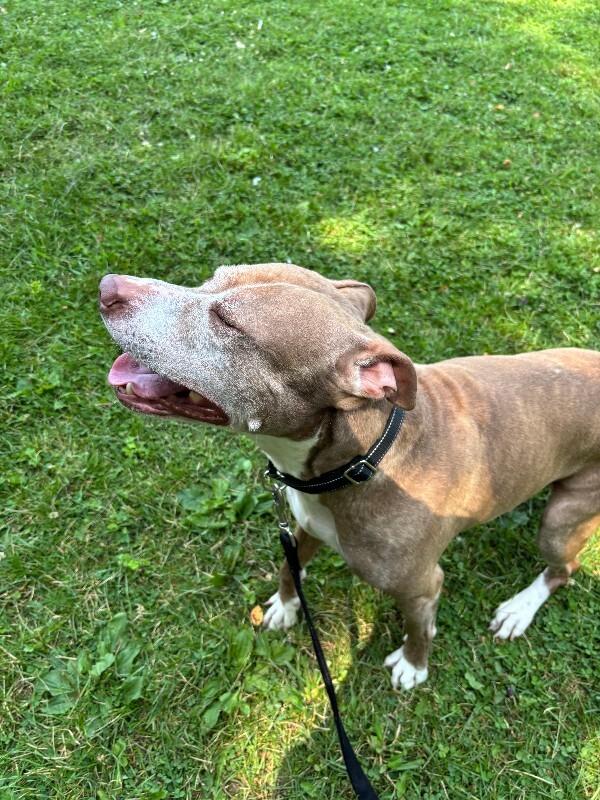 Enlarge Knox, a Adoptable mixed breed in Cortland, NY image 4/6