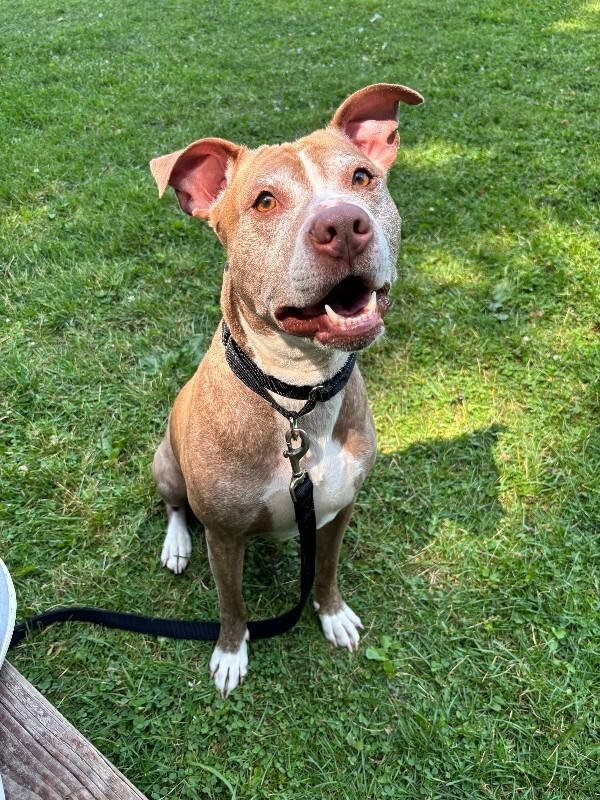 Enlarge Knox, a Adoptable mixed breed in Cortland, NY image 5/6