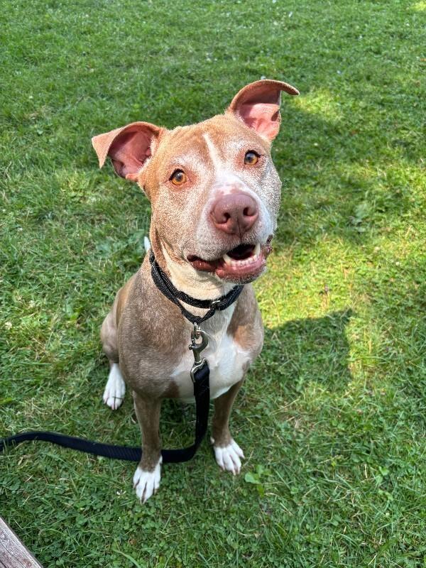 Enlarge Knox, a Adoptable mixed breed in Cortland, NY image 6/6