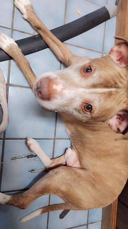 Knox, a Adoptable mixed breed in Cortland, NY image 6/6