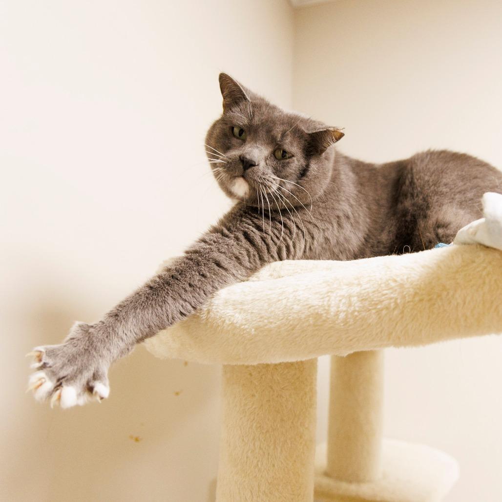 Smokey — thumbnail 2