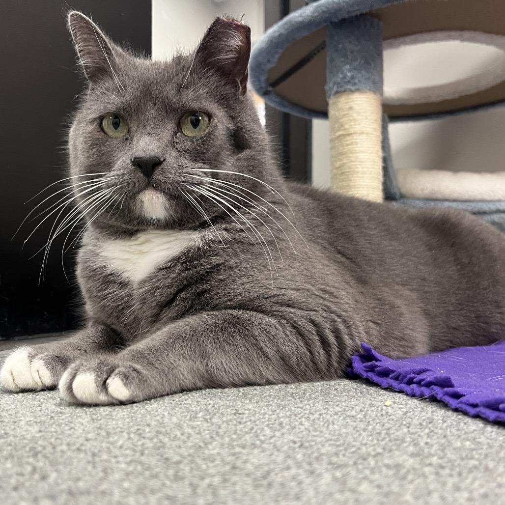 Smokey — thumbnail 3