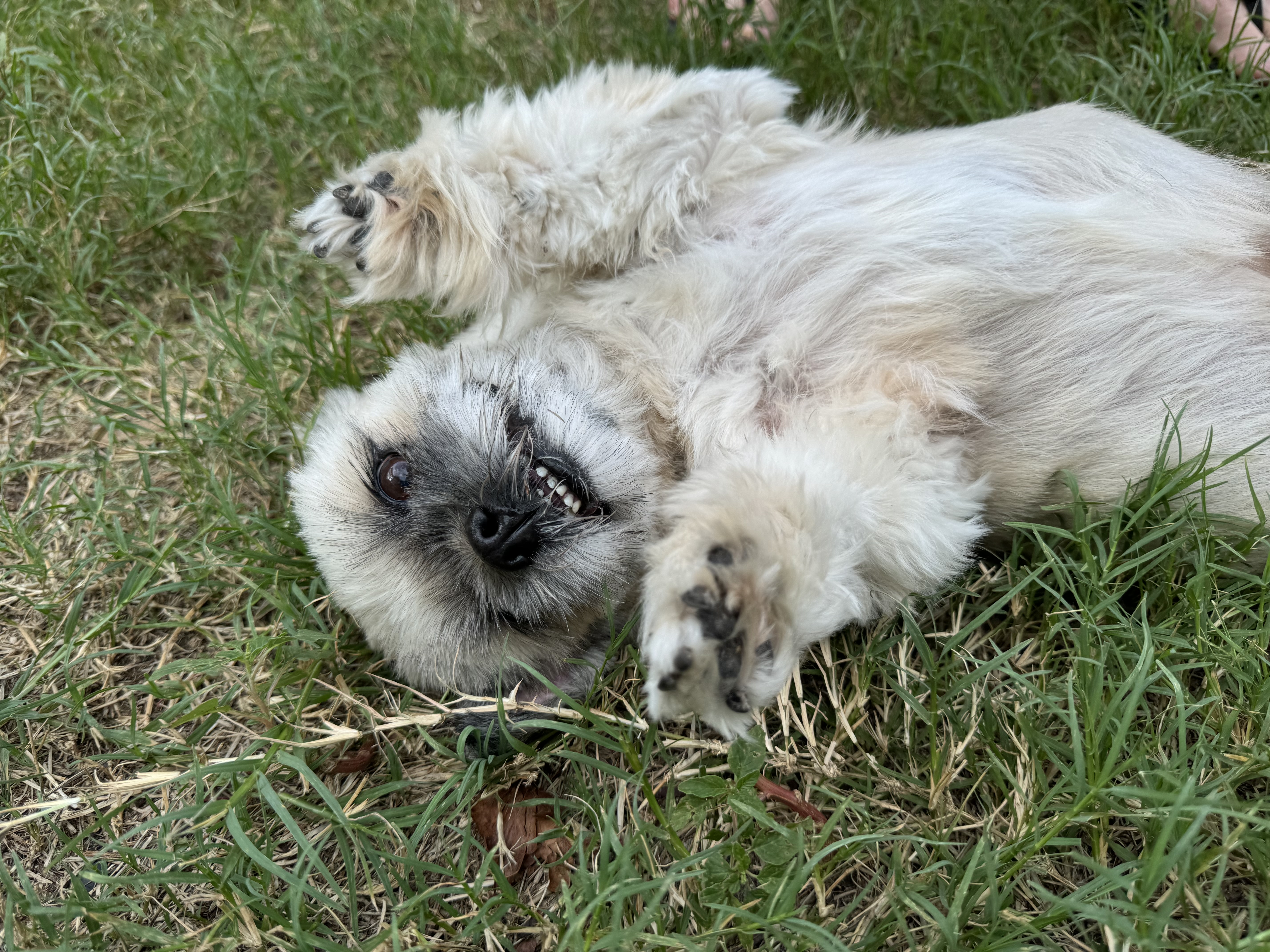 Edna, Adoptable, Senior Female Shih Tzu.