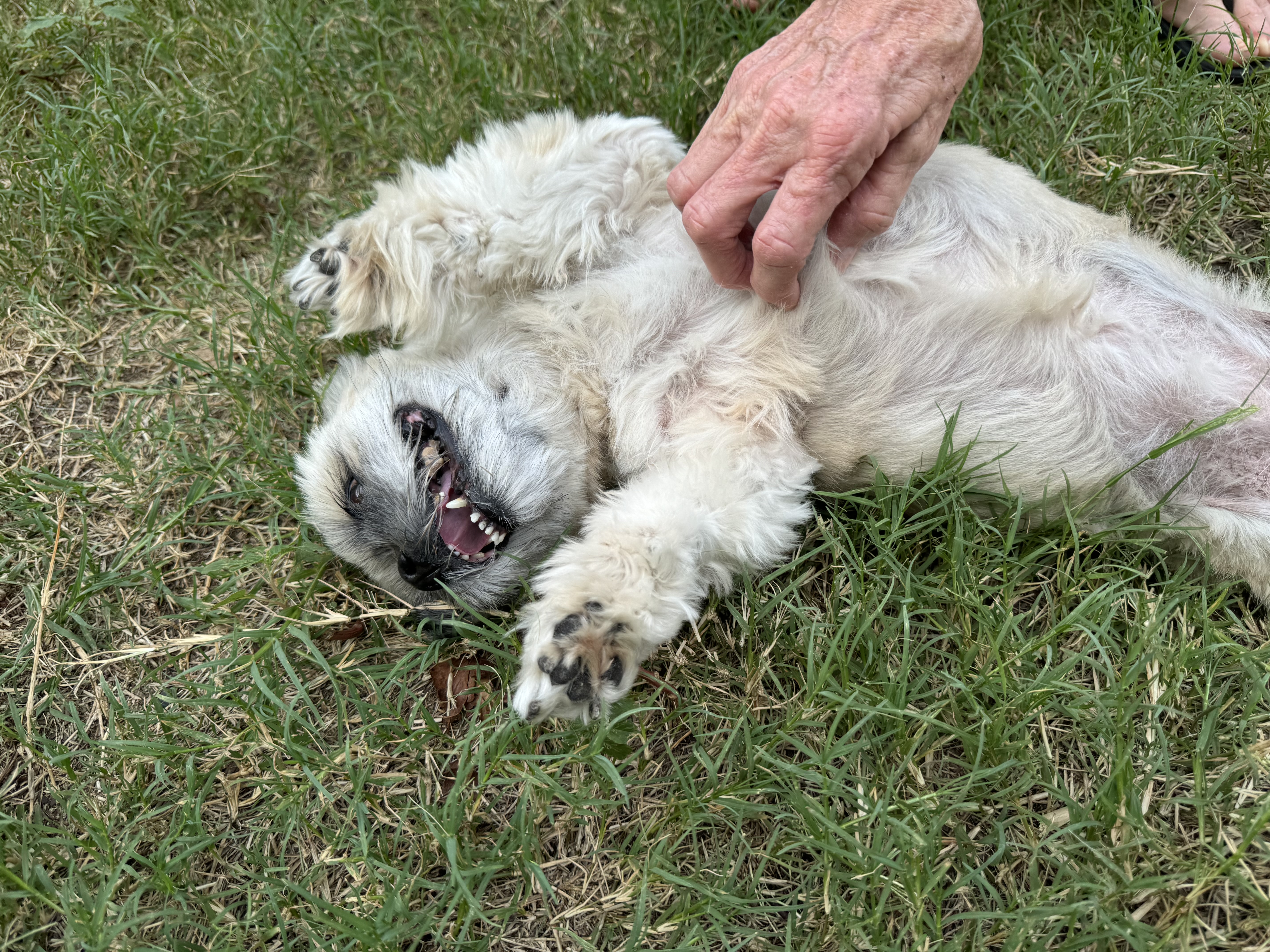 Enlarge Edna, a Adoptable Shih Tzu in Tampa, FL image 2/4