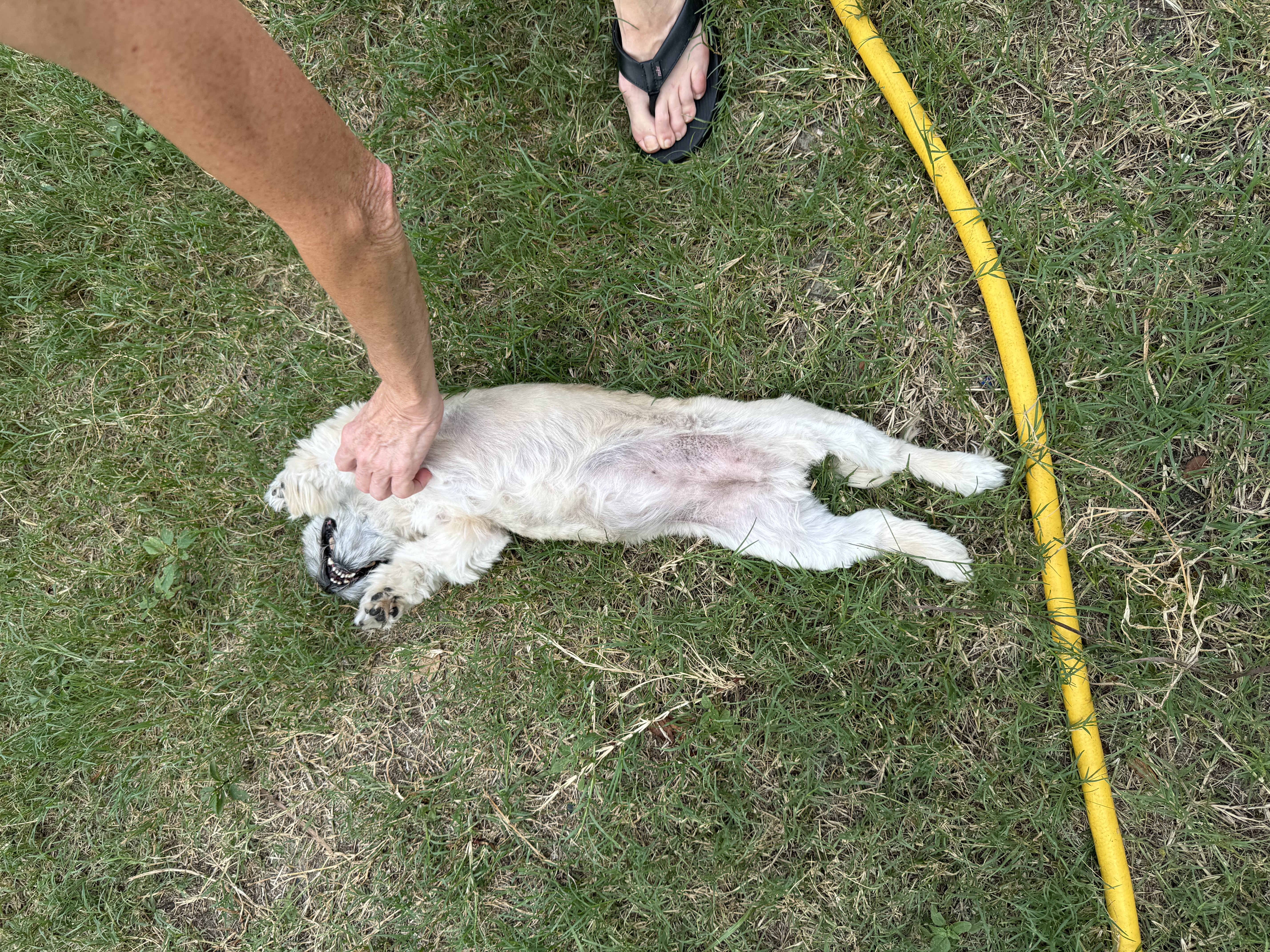 Enlarge Edna, a Adoptable Shih Tzu in Tampa, FL image 3/4