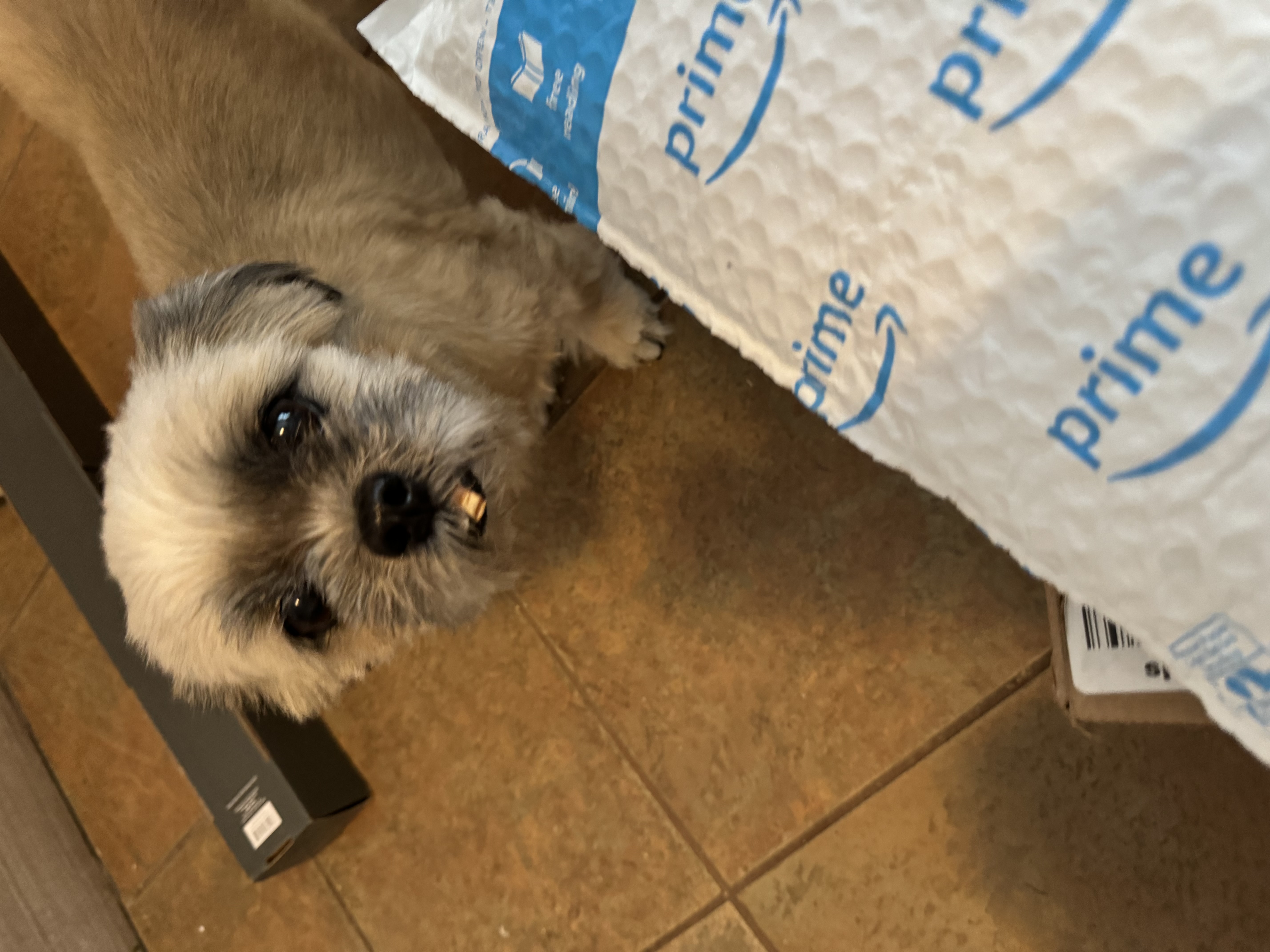 Enlarge Edna, a Adoptable Shih Tzu in Tampa, FL image 4/4