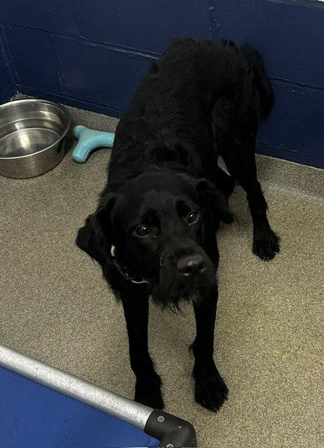 Ariel - 7 Months, Adoptable, Young Female Spaniel.