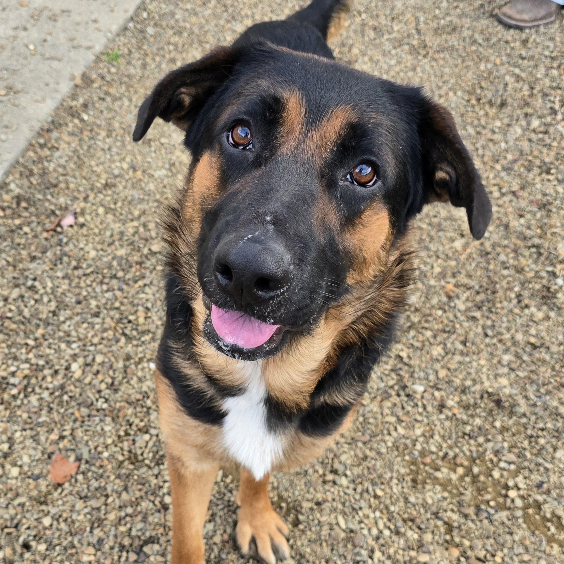 Enlarge Ernie, a Adoptable mixed breed in Saint Marys, PA image 1/1