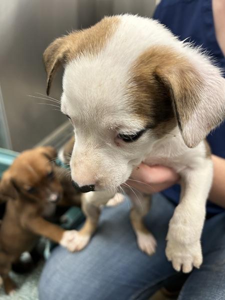 Enlarge Dasher (yellow), a Adoptable mixed breed in Spokane Valley, WA image 1/1