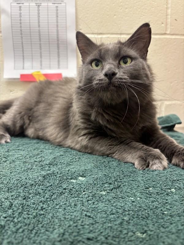 Watermelon, Adoptable, Adult Female Domestic Medium Hair.