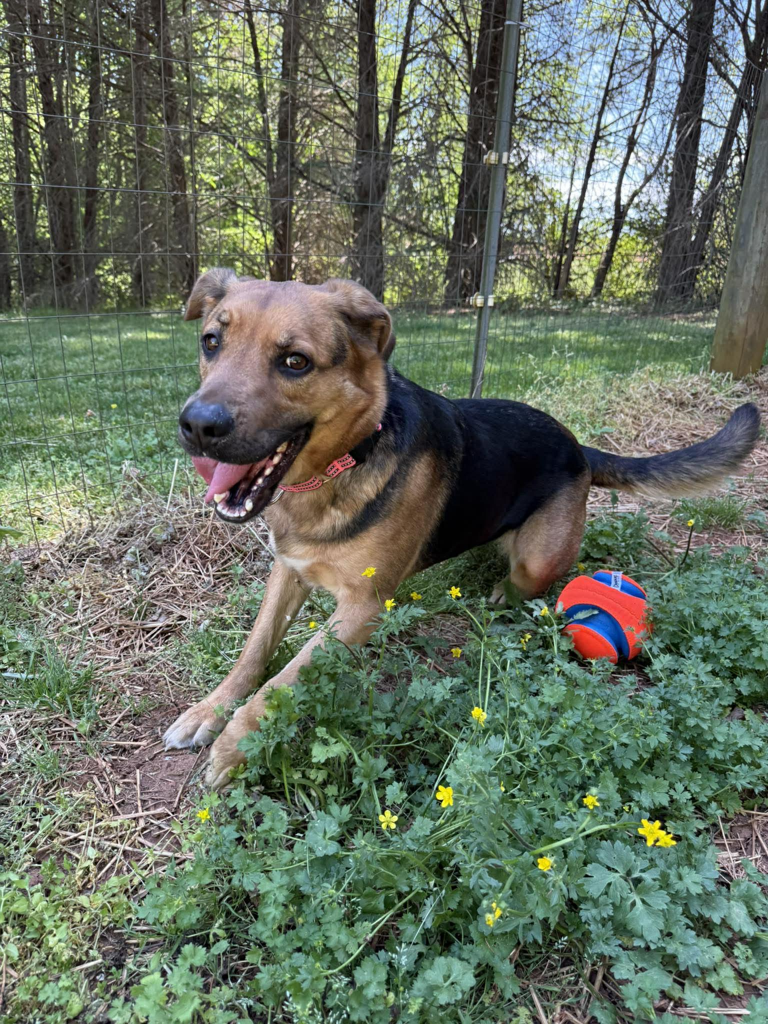 Rosie, ADOPTABLE, Young Female German Shepherd Dog.