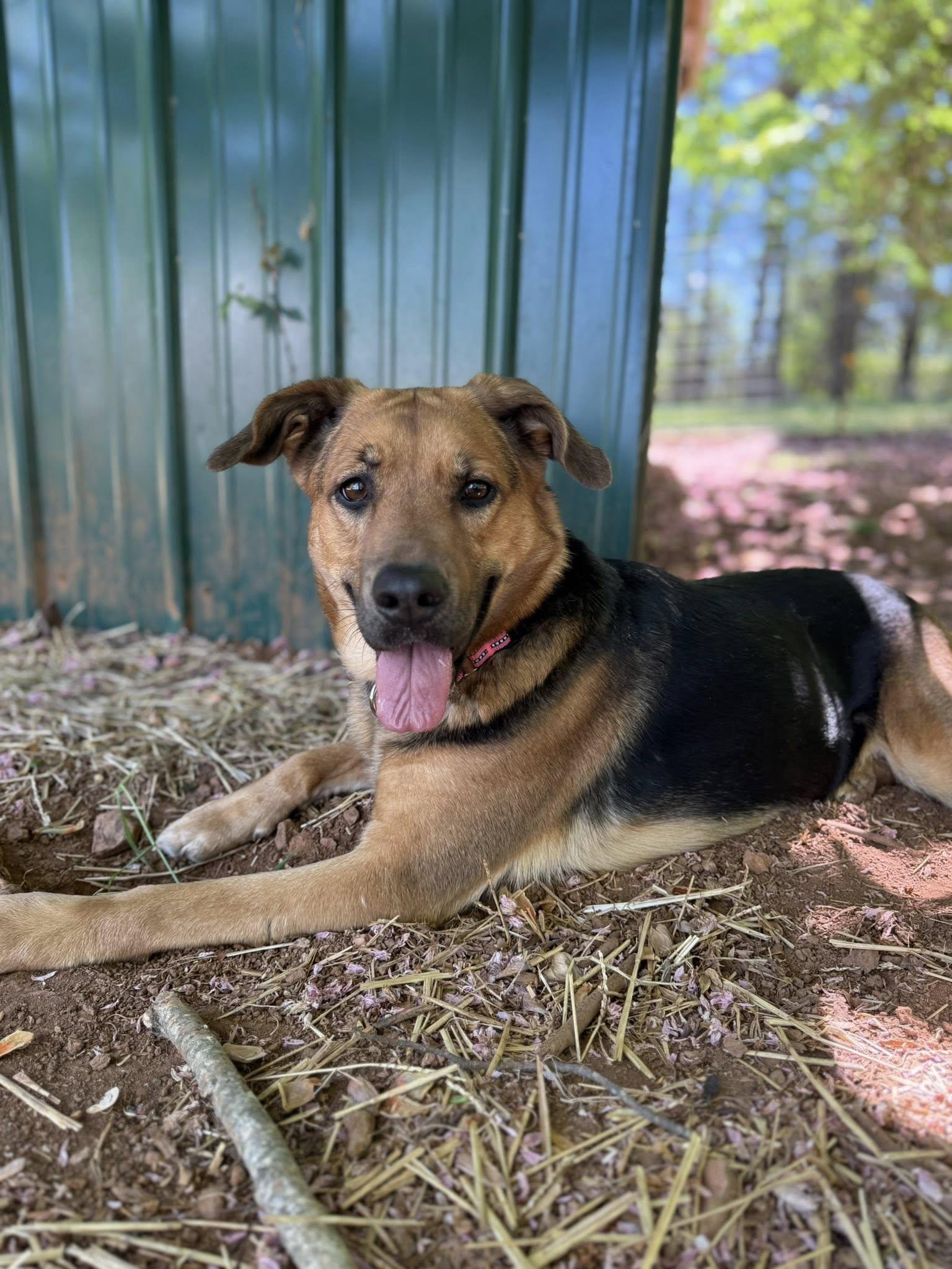 Enlarge Rosie, a ADOPTABLE mixed breed in Salisbury, NC image 2/4
