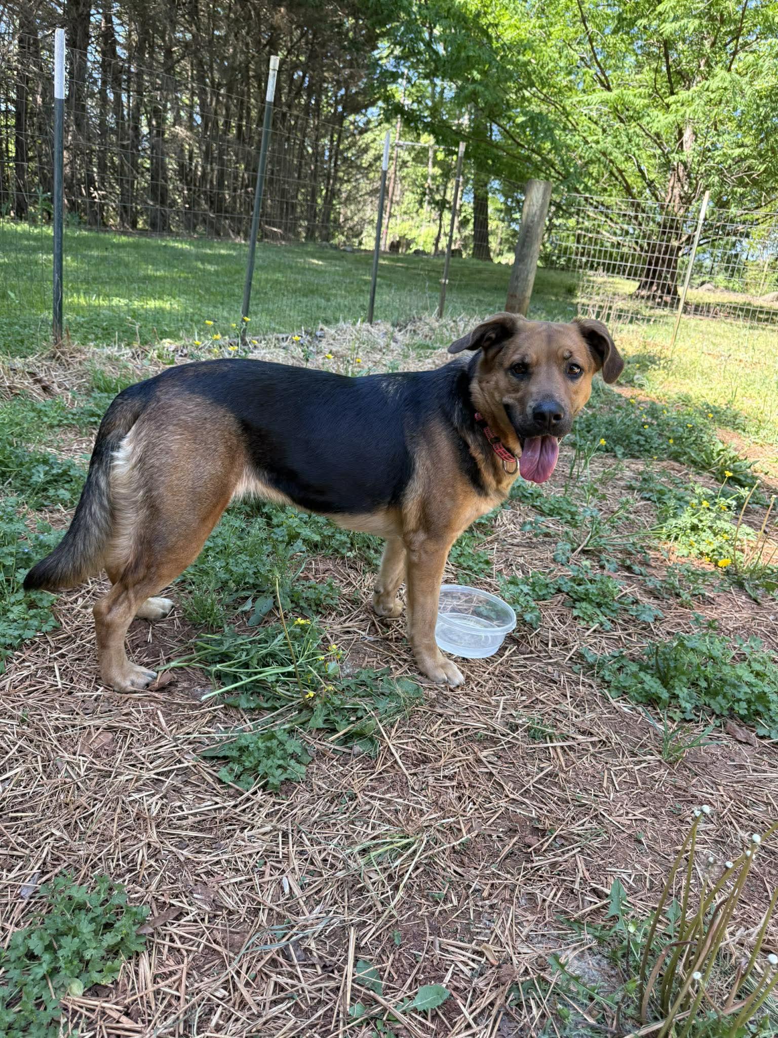 Enlarge Rosie, a ADOPTABLE mixed breed in Salisbury, NC image 4/4