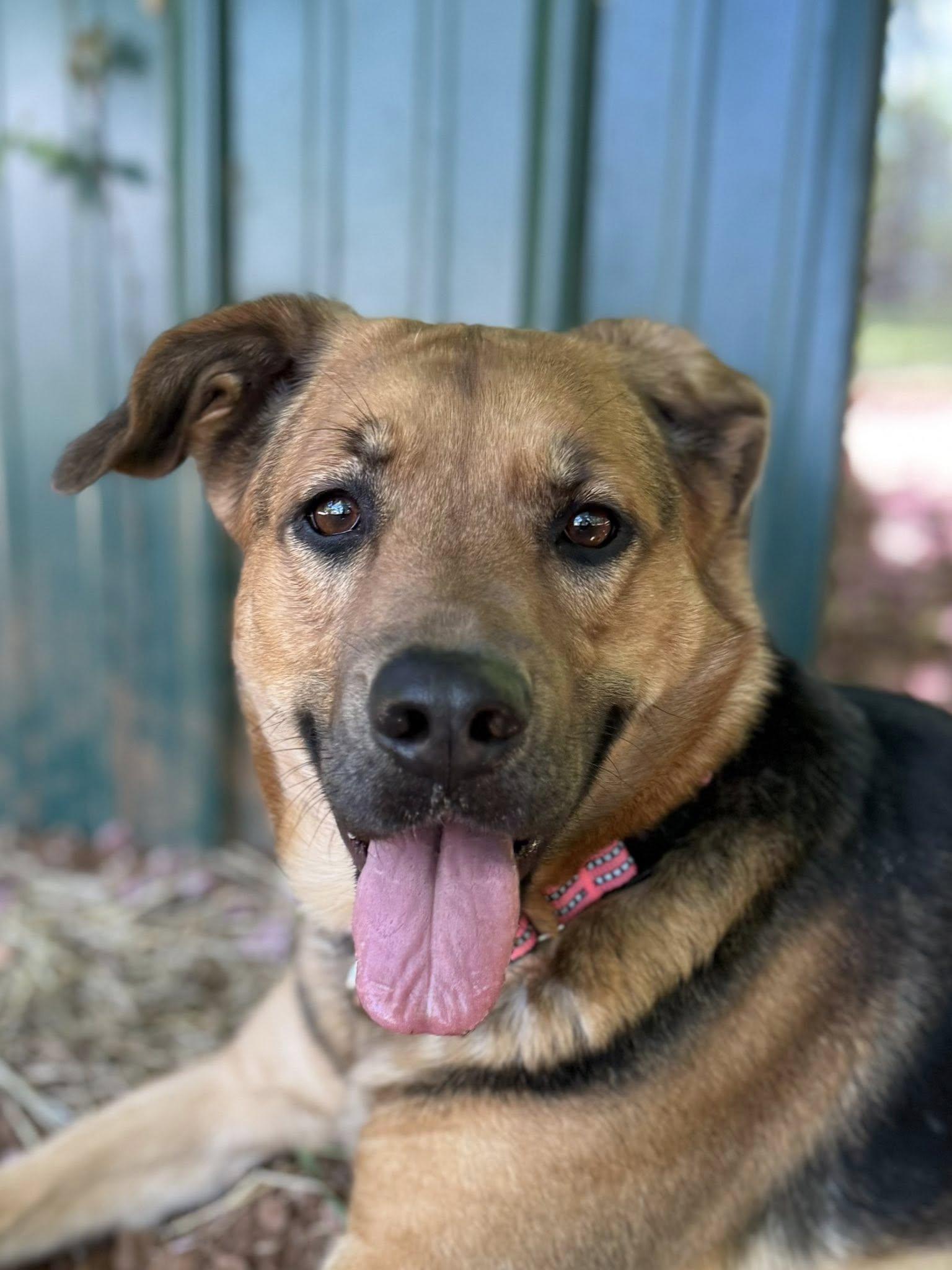 Enlarge Rosie, a ADOPTABLE mixed breed in Salisbury, NC image 3/4