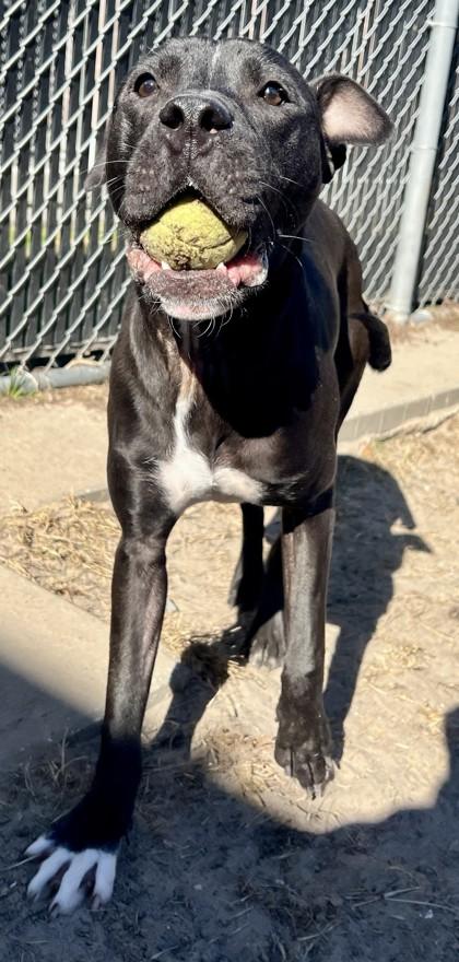 Simmer, Adoptable, Adult Female Mixed Breed & Mixed Breed.