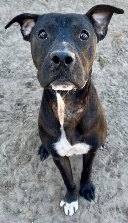 Simmer, Adoptable, Adult Female Mixed Breed & Mixed Breed.