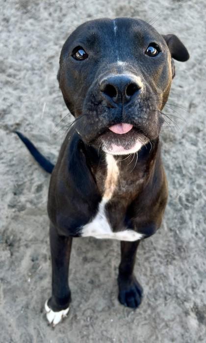 Enlarge Simmer, a Adoptable mixed breed in Savannah, GA image 2/3