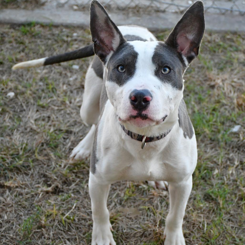 Enlarge Alonzo, a Adoptable Pit Bull Terrier in Beaumont, TX image 1/6