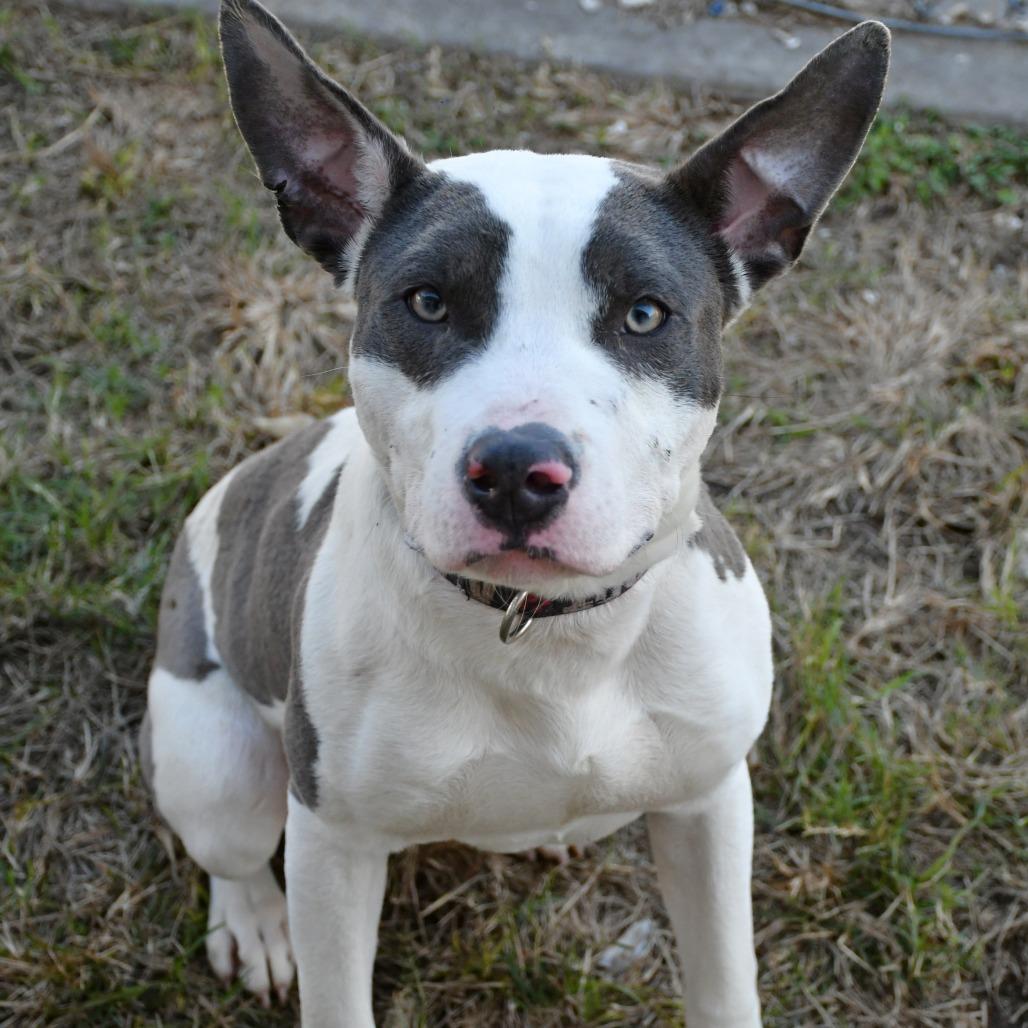 Enlarge Alonzo, a Adoptable Pit Bull Terrier in Beaumont, TX image 2/6