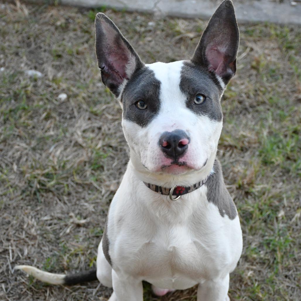 Enlarge Alonzo, a Adoptable Pit Bull Terrier in Beaumont, TX image 3/6