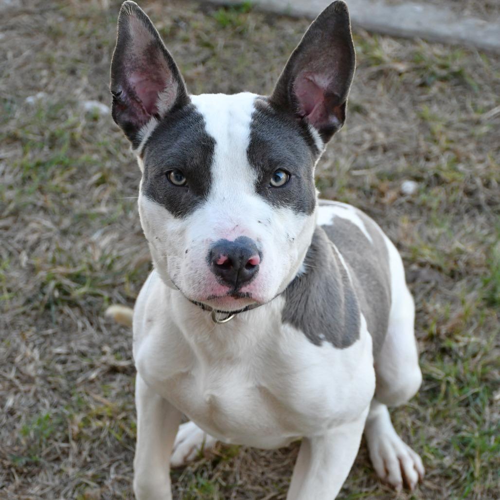 Enlarge Alonzo, a Adoptable Pit Bull Terrier in Beaumont, TX image 5/6
