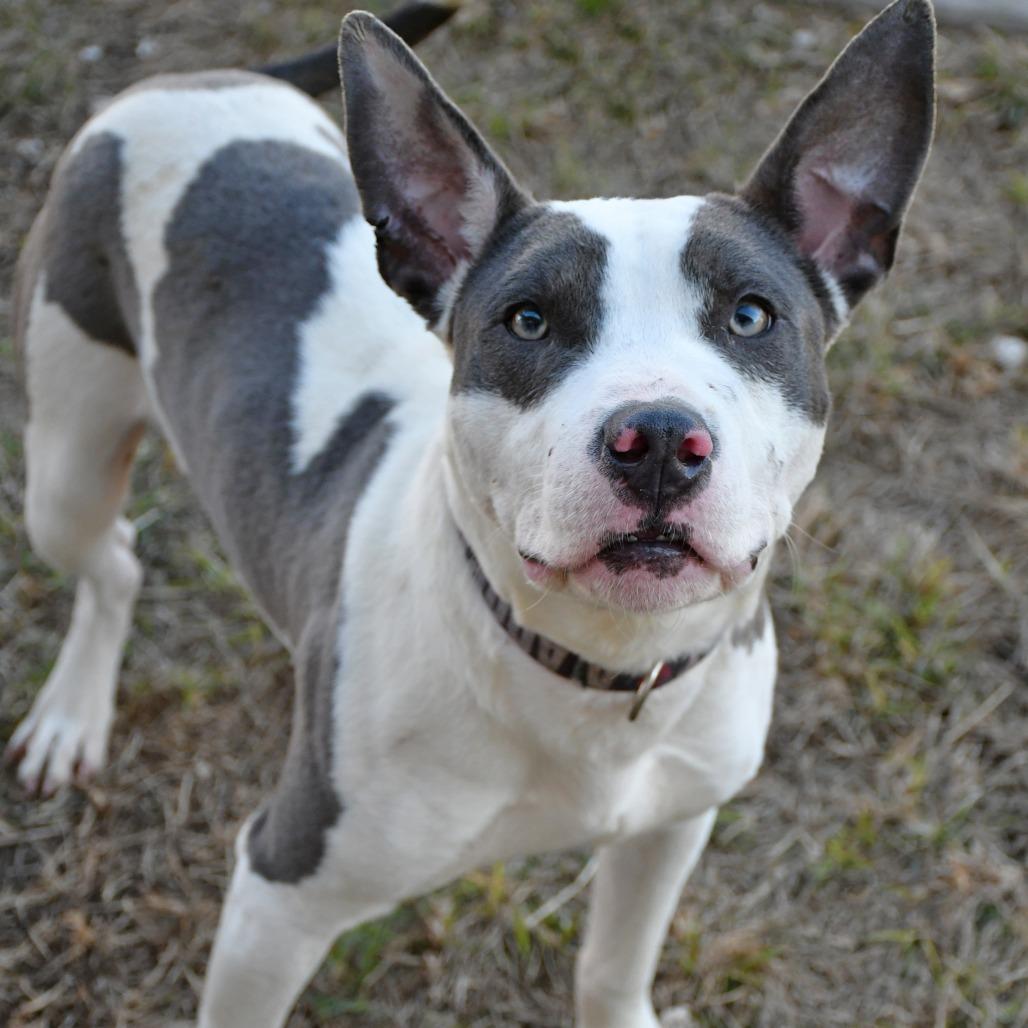 Enlarge Alonzo, a Adoptable Pit Bull Terrier in Beaumont, TX image 6/6