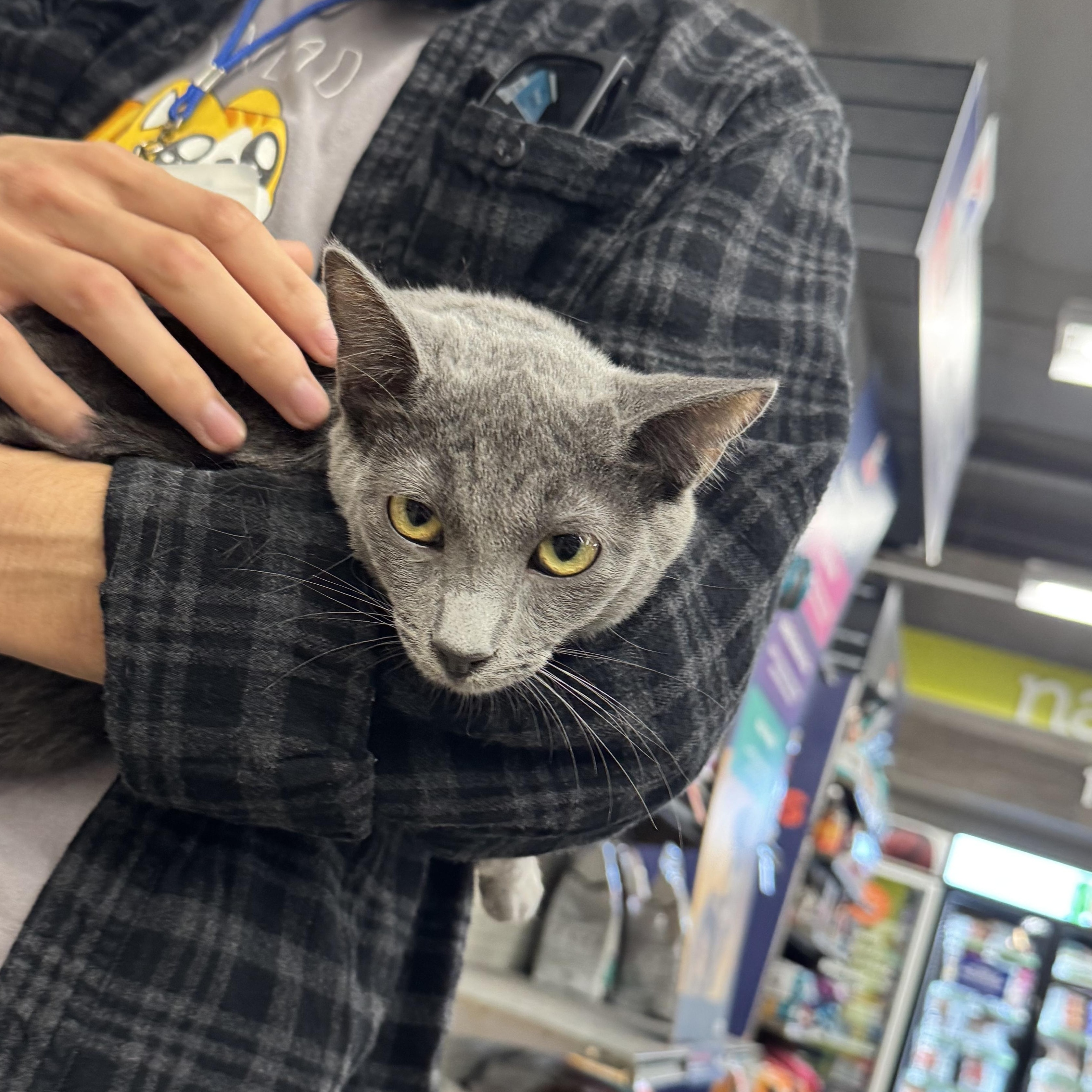 Enlarge Talya - A princess, a ADOPTABLE Russian Blue in Fountain Valley, CA image 2/4