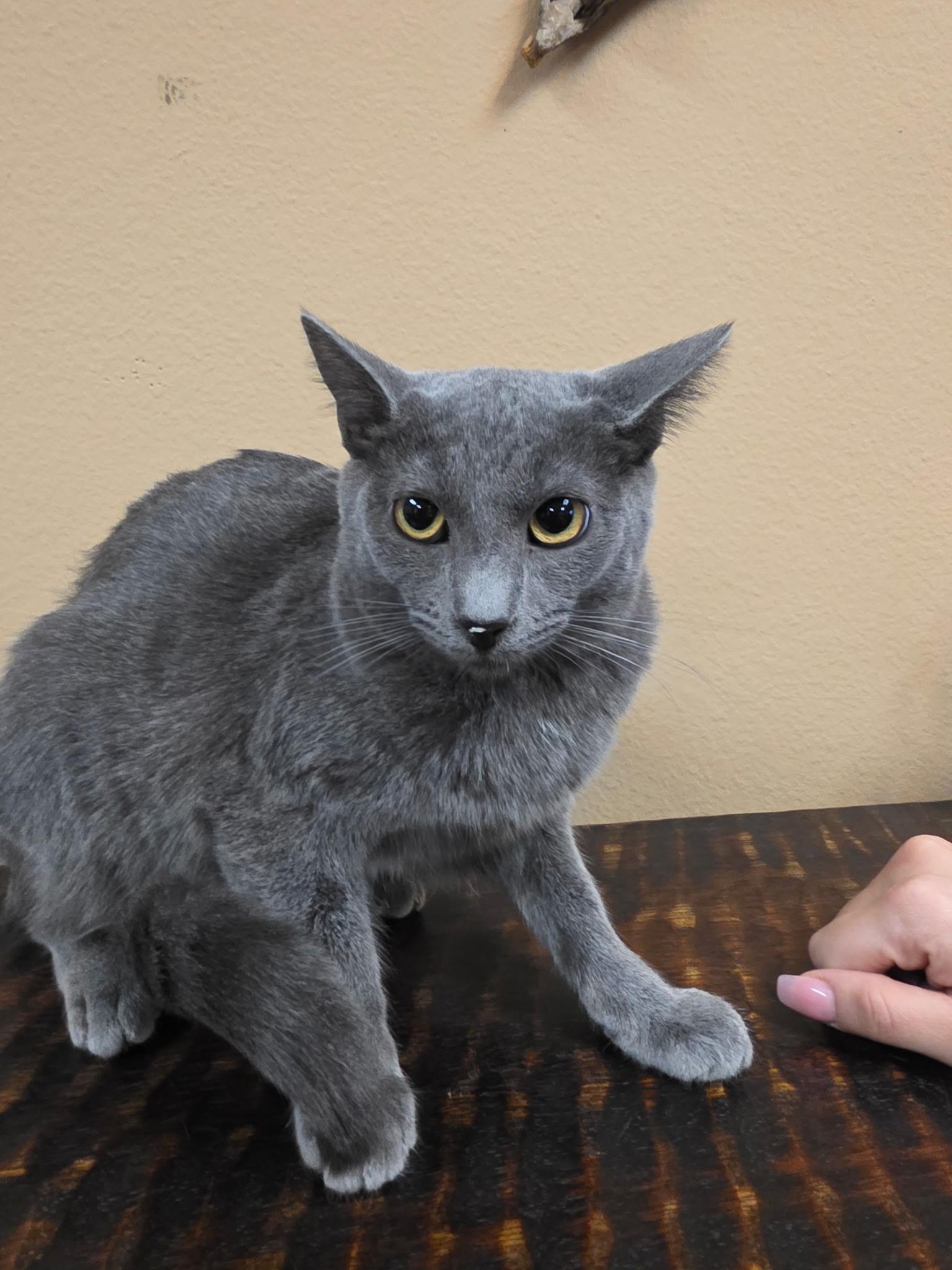Enlarge Talya - A princess, a ADOPTABLE Russian Blue in Fountain Valley, CA image 1/4