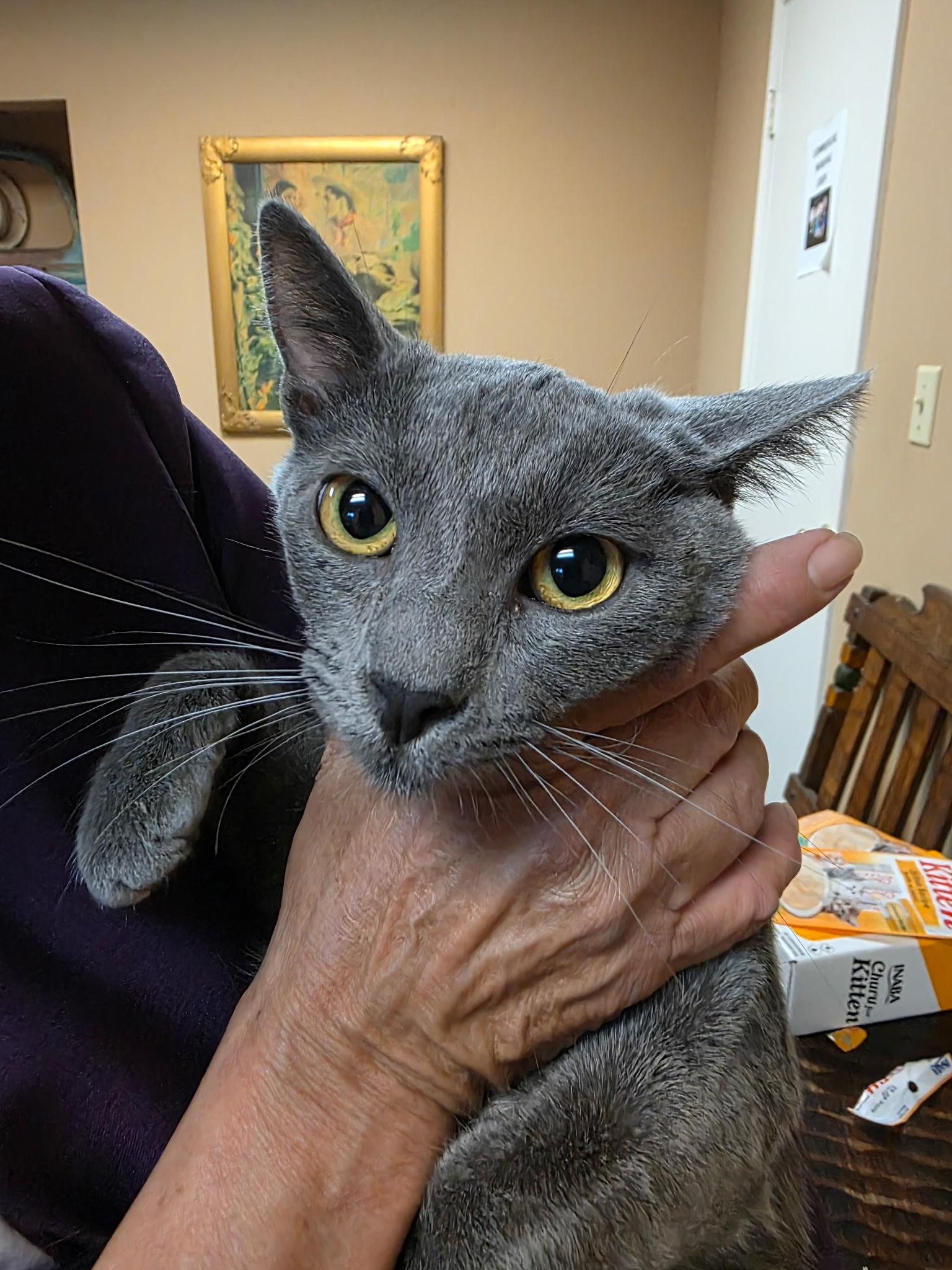 Enlarge Talya - A princess, a ADOPTABLE Russian Blue in Fountain Valley, CA image 3/4