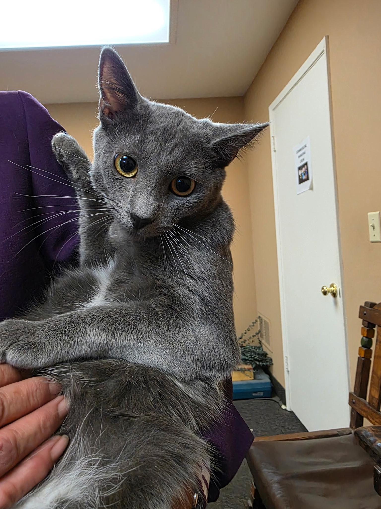 Enlarge Talya - A princess, a ADOPTABLE Russian Blue in Fountain Valley, CA image 4/4
