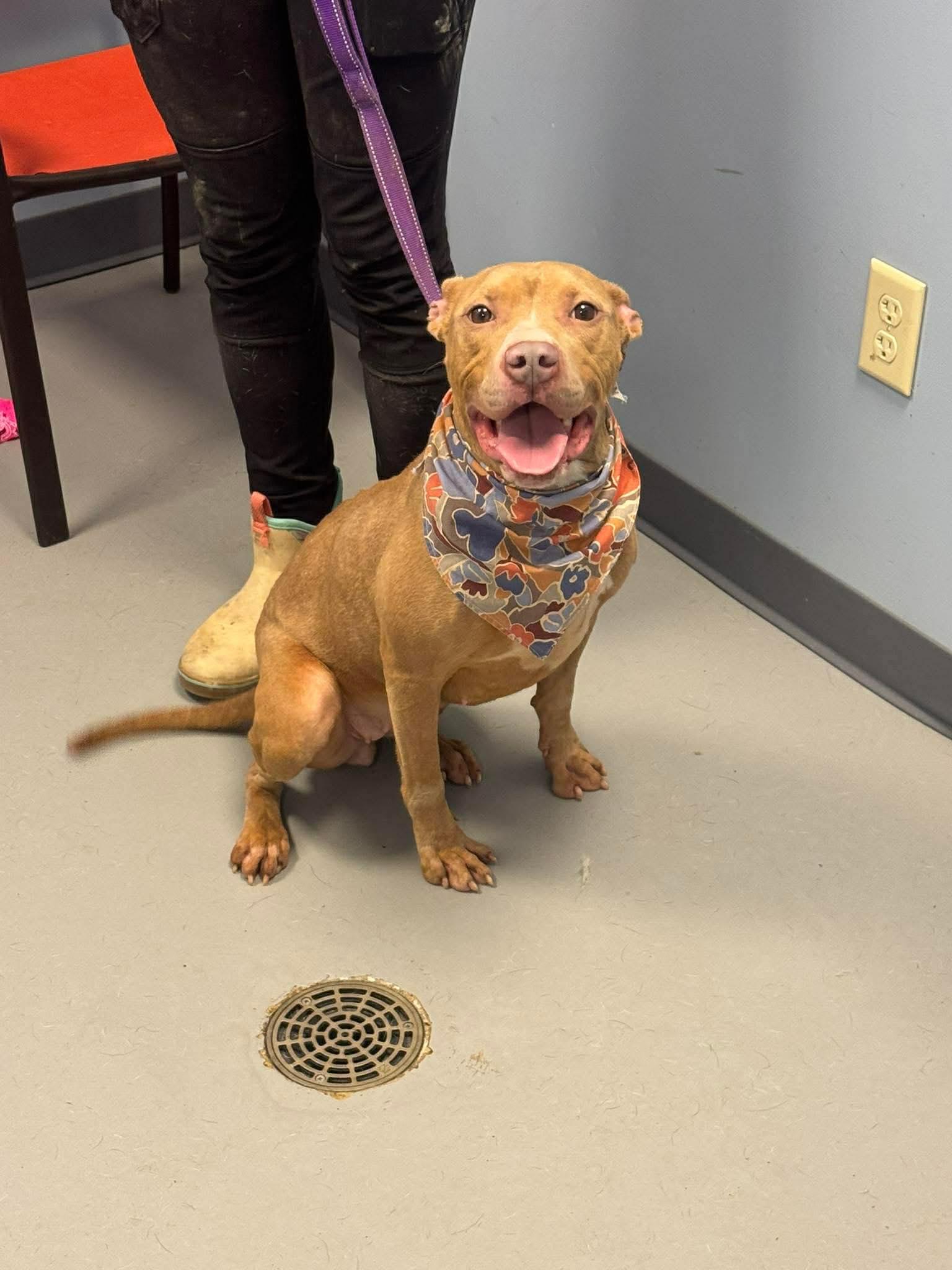 Enlarge Magnolia , an adopted mixed breed in Zanesville, OH image 3/3