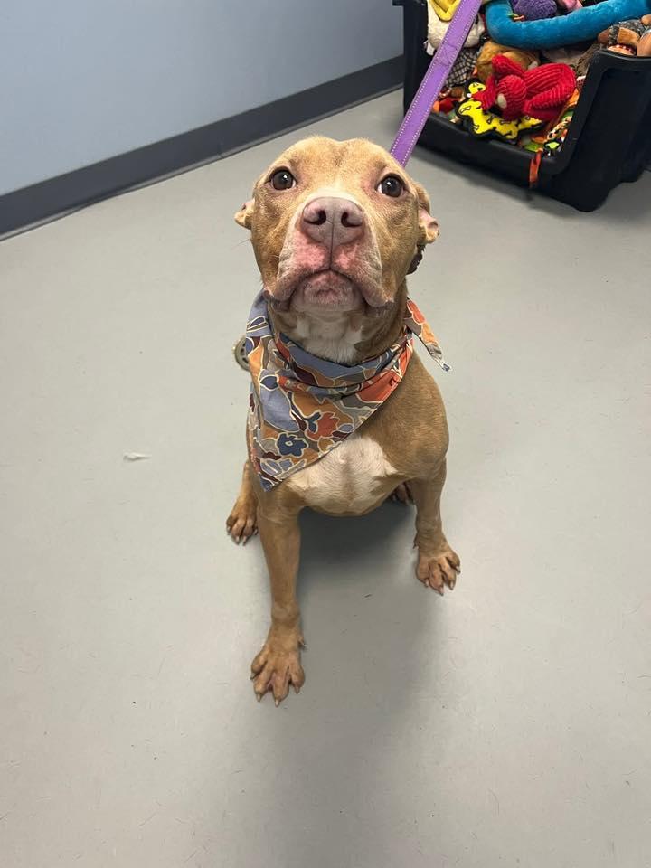 Enlarge Magnolia , an adopted mixed breed in Zanesville, OH image 2/3