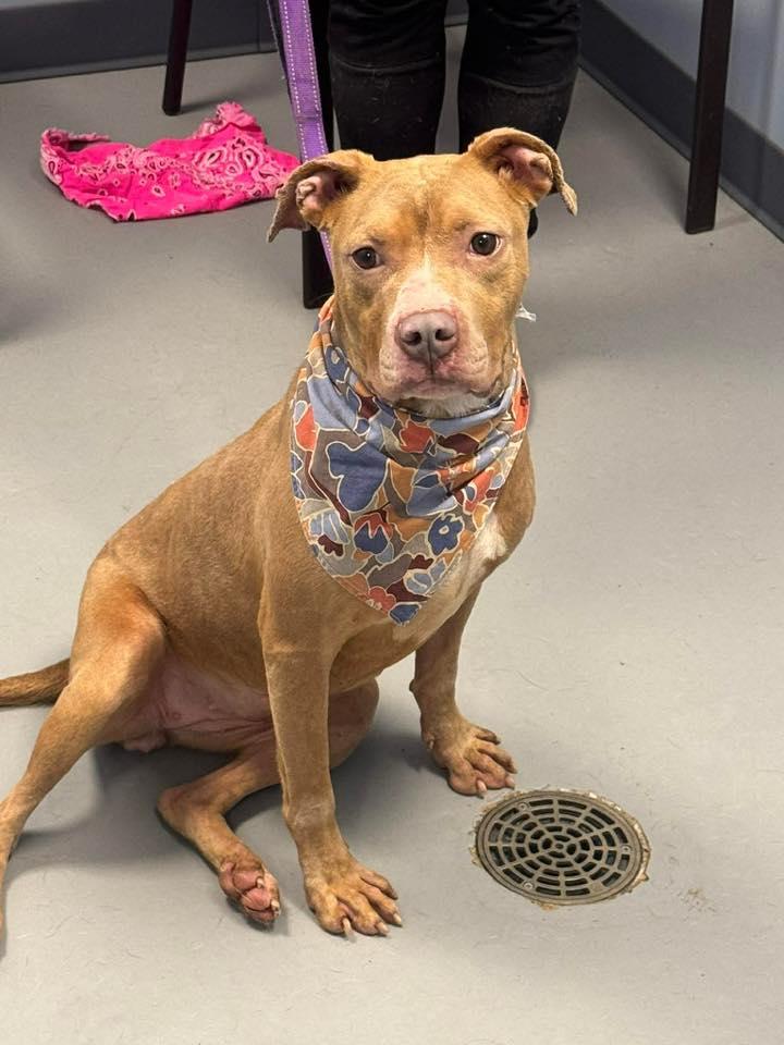 Magnolia , adopted, Adult Female Terrier.