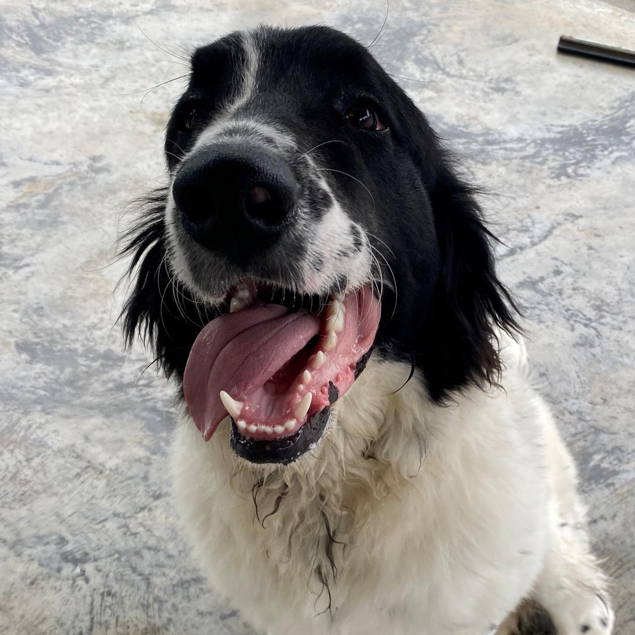 Mortimer, Adopted, Young Male Newfoundland Dog.