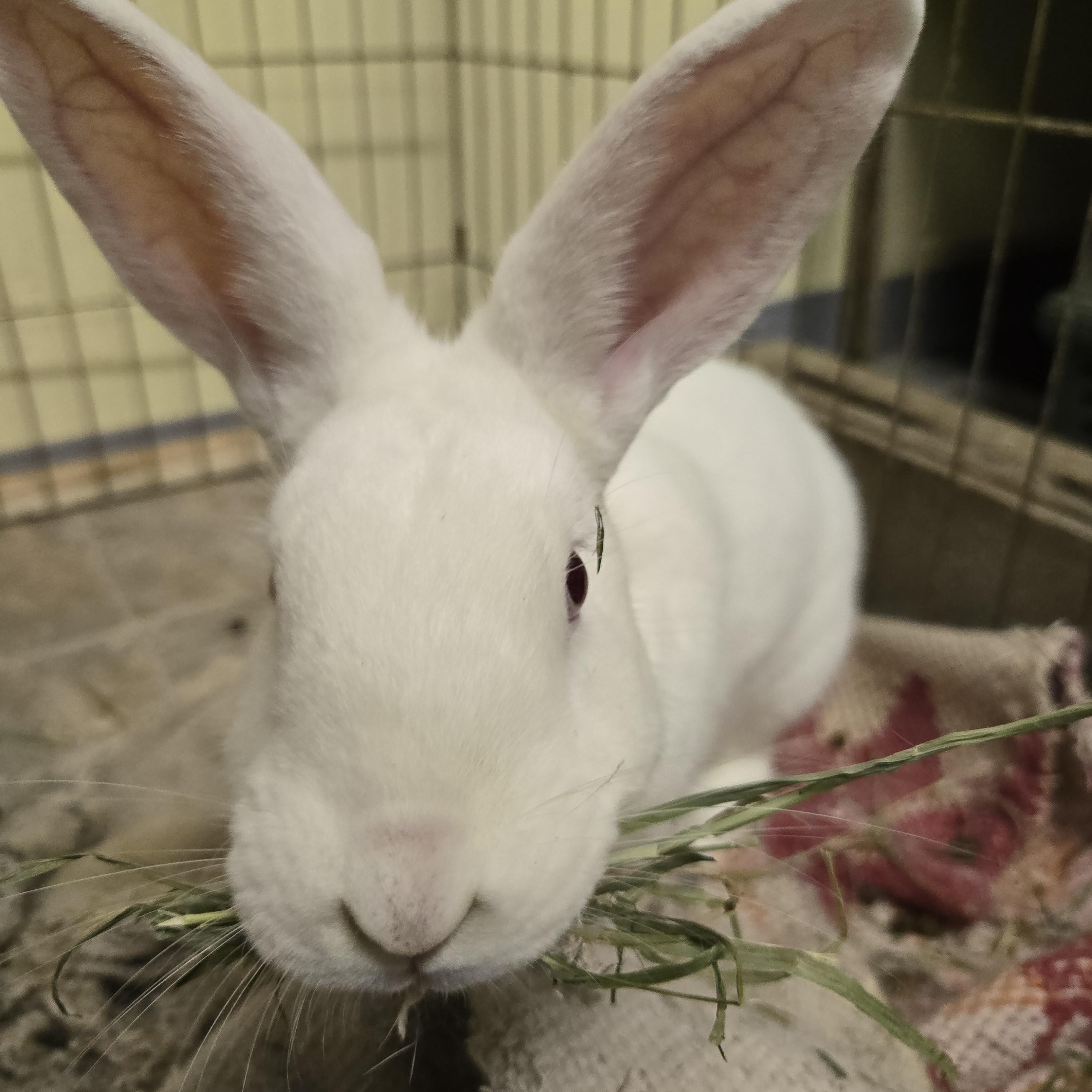 Mikey, Adoptable, Young Male American.