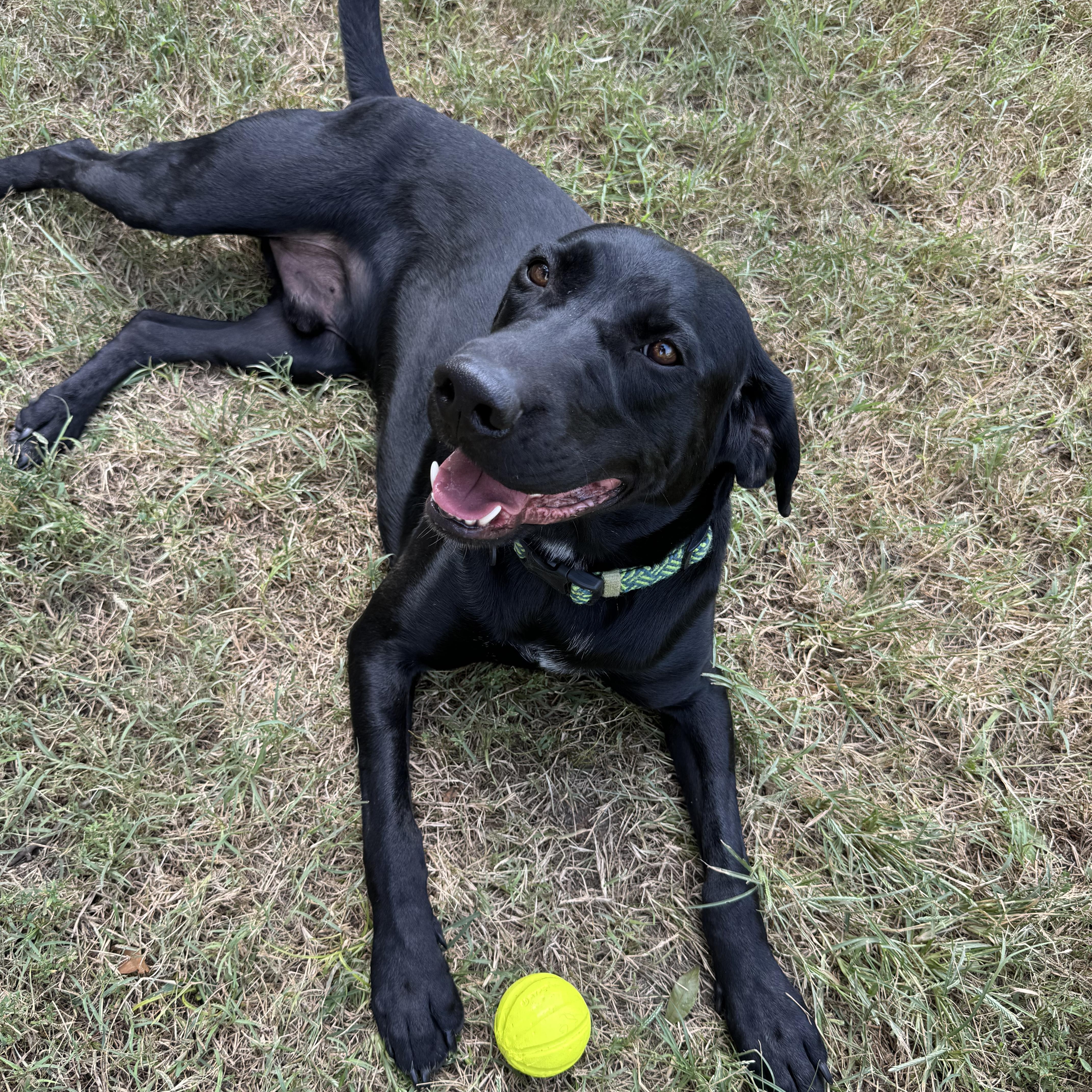 Toby & Loki, a Adoptable mixed breed in Leon, KS image 2/5