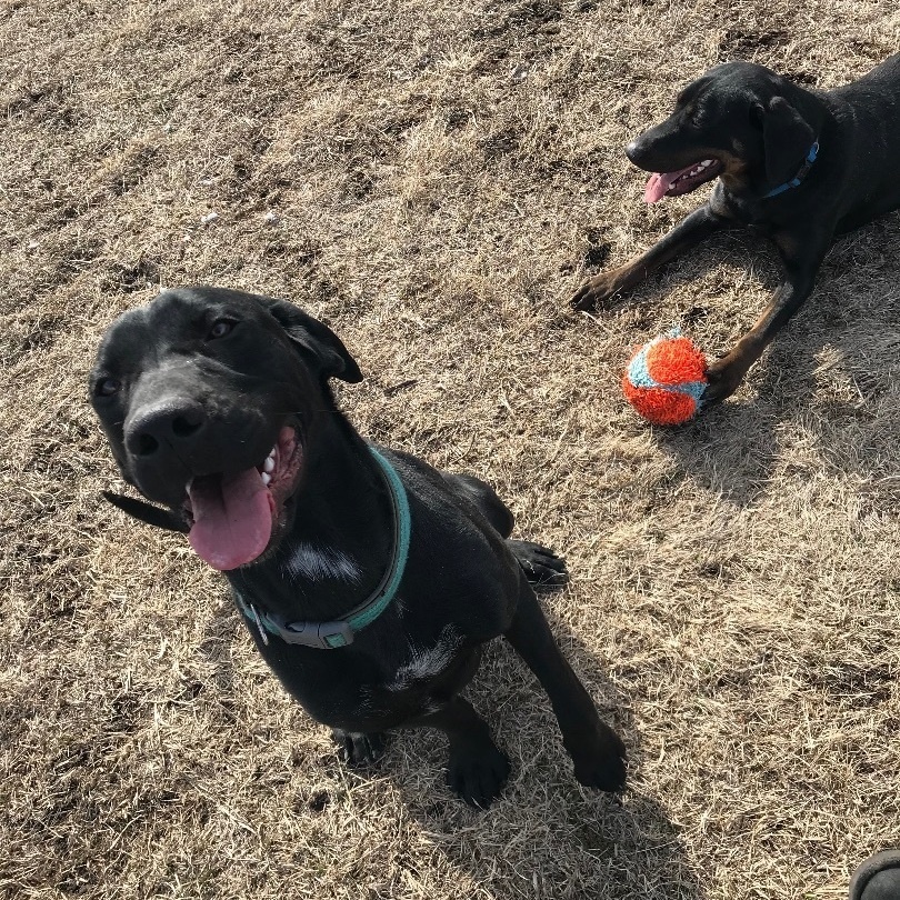 Toby & Loki, a Adoptable mixed breed in Leon, KS image 4/5