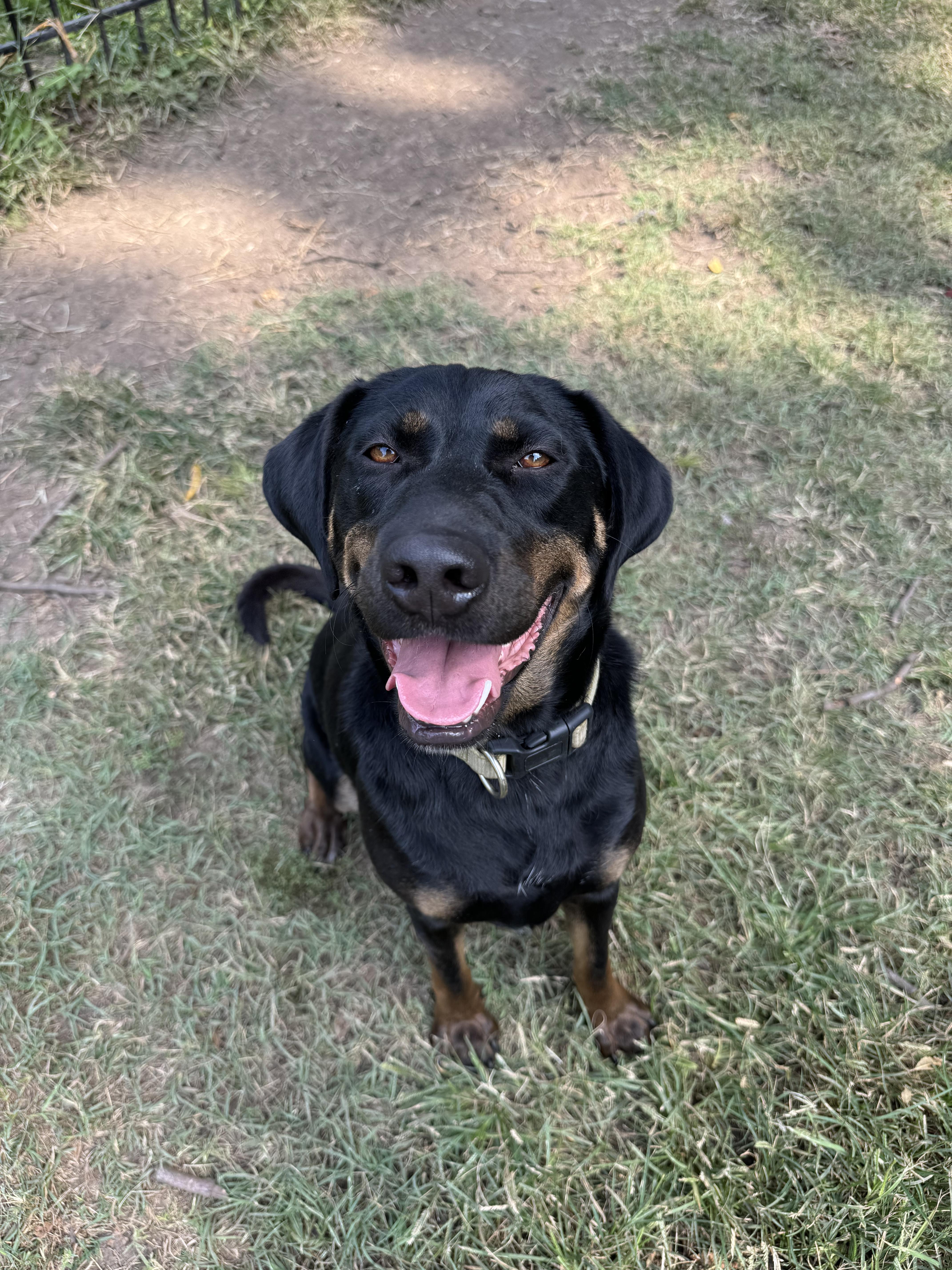 Toby & Loki, a Adoptable mixed breed in Leon, KS image 3/5