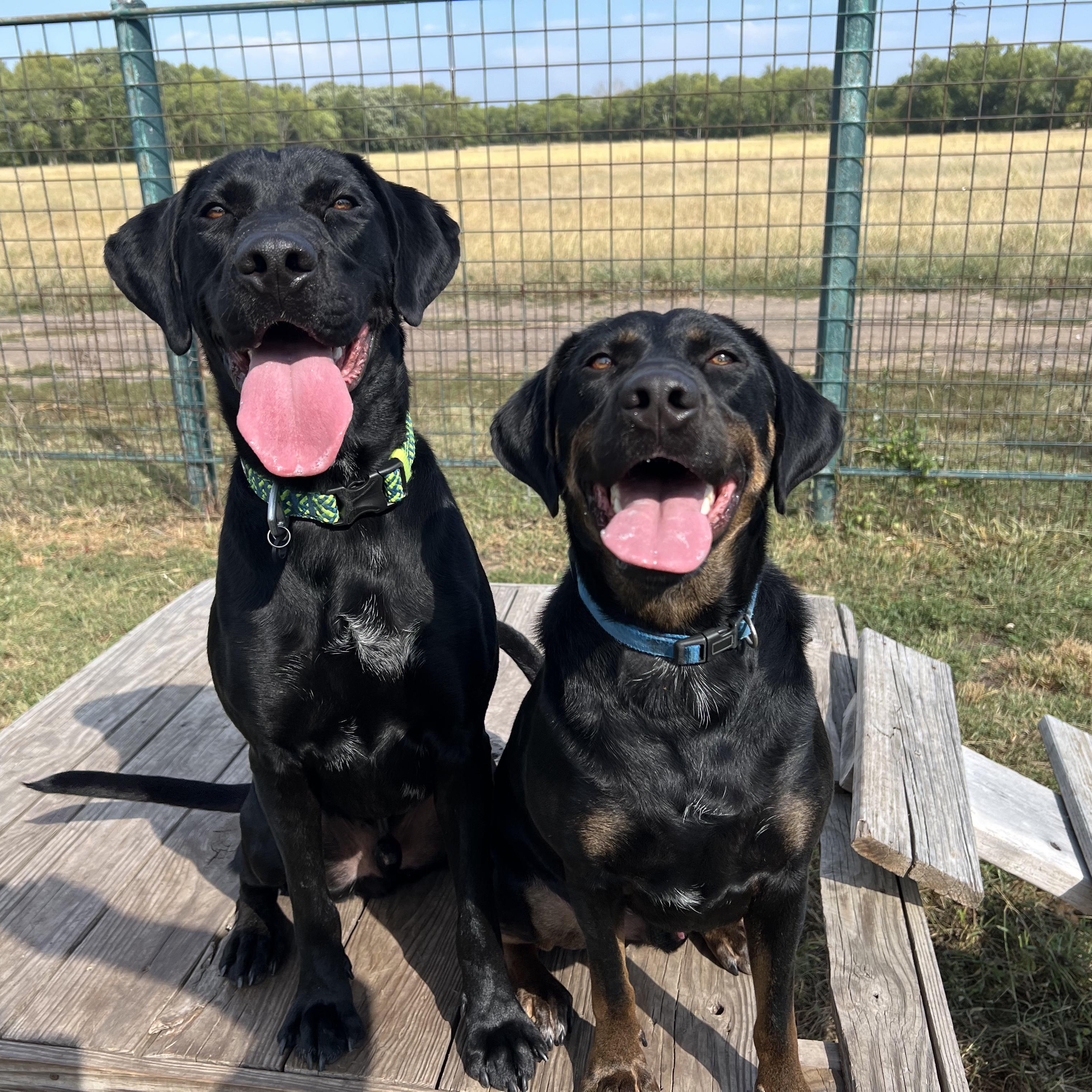 Toby & Loki, a Adoptable mixed breed in Leon, KS image 1/5