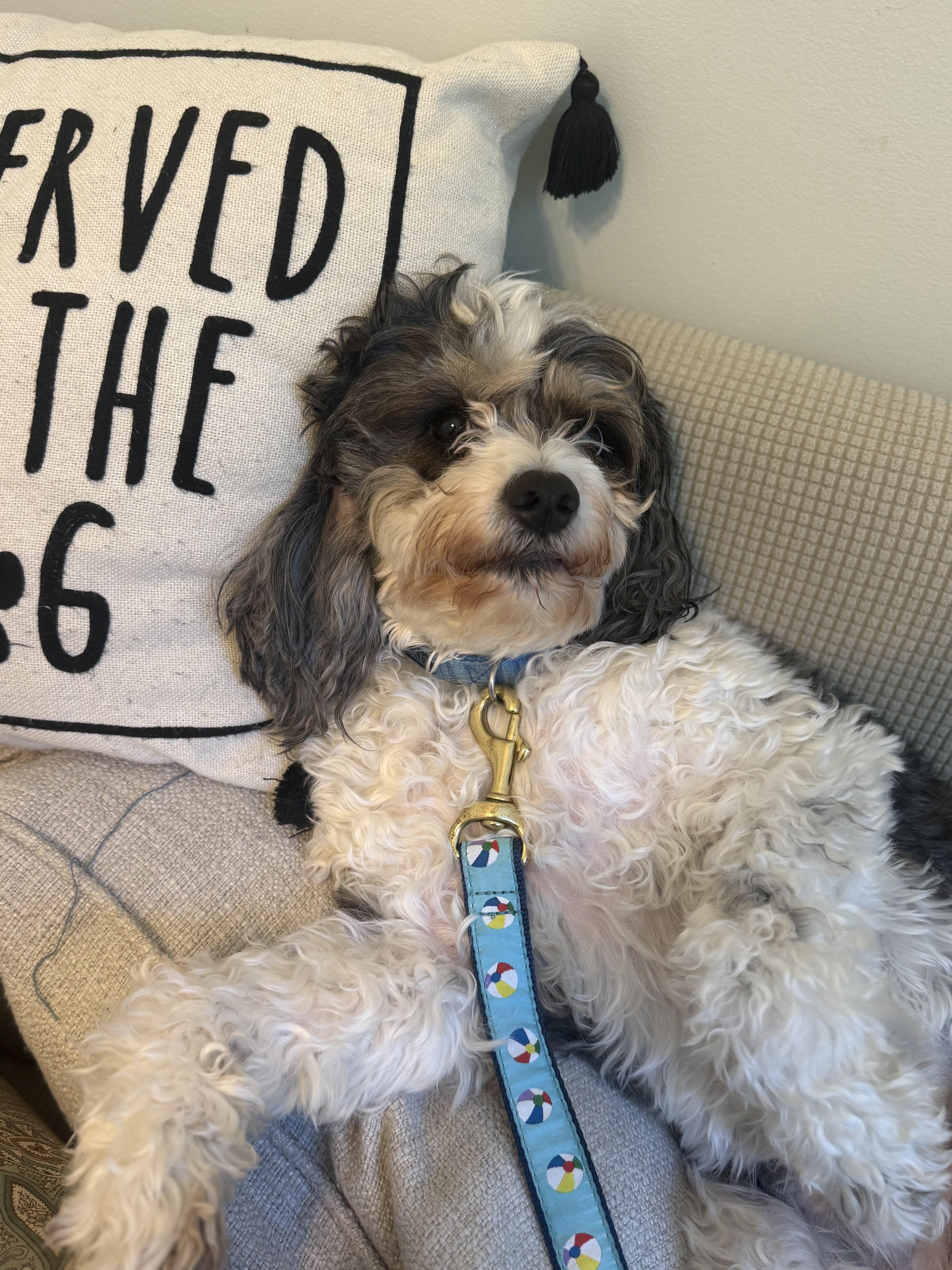 Wally, Adoptable, Adult Male Poodle & Cavalier King Charles Spaniel.
